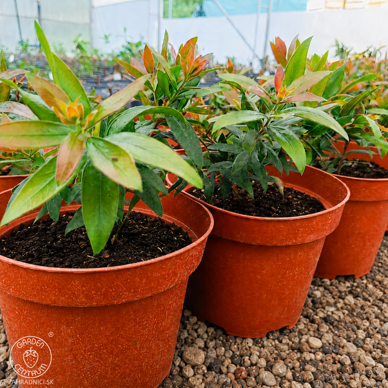 Obrázok Tyčinkovec vŕbovitý (Callistemon viminalis) ´RED ROCKET´® - výška 10-20 cm, kont. C2L